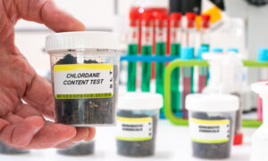 Chlordane. Chlordane content in soil sample in plastic container. Study of agricultural soil in a chemical laboratory