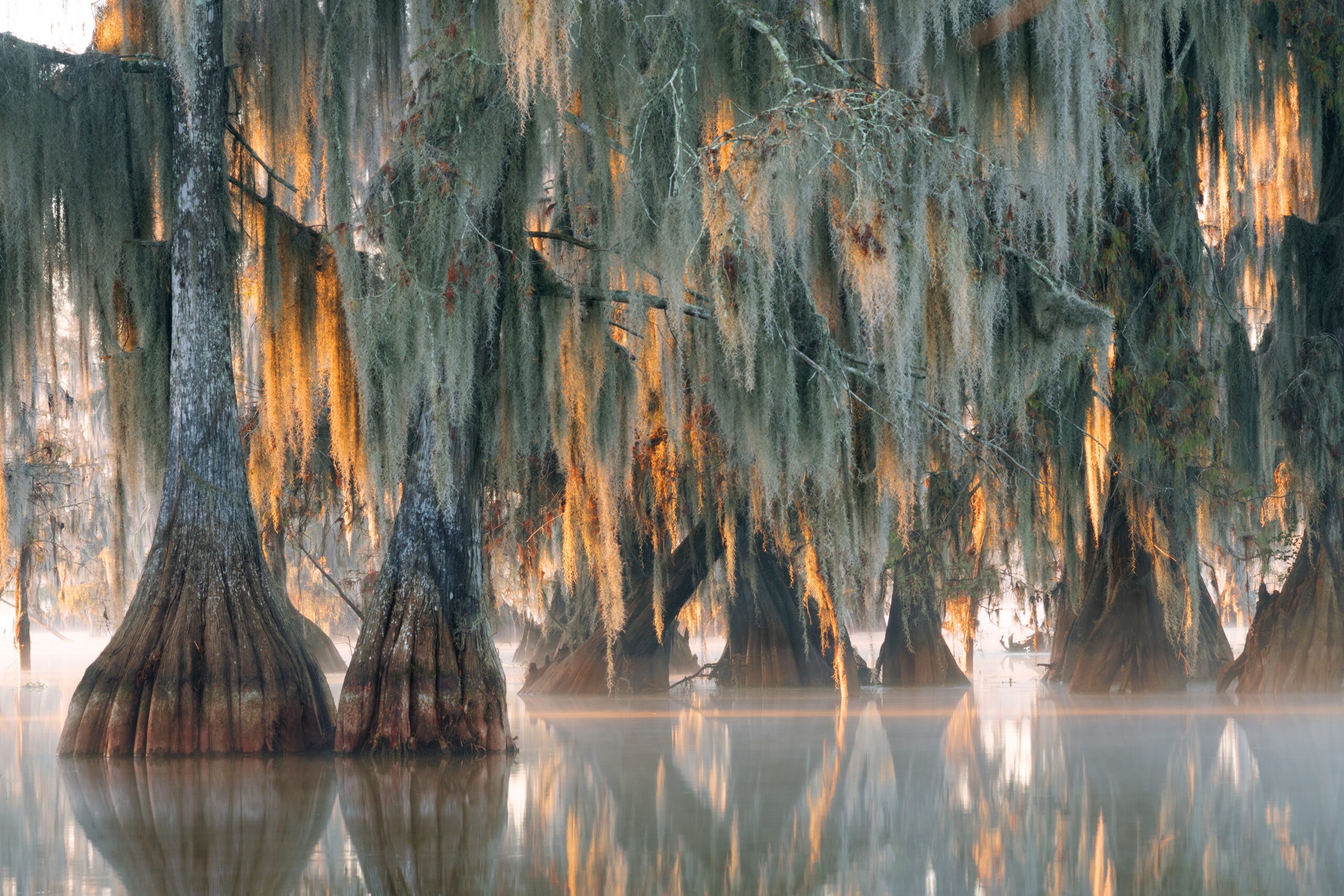Trees of bald cypress with hanging Spanish moss in the first rays of the sun. Louisiana, Lake Martin