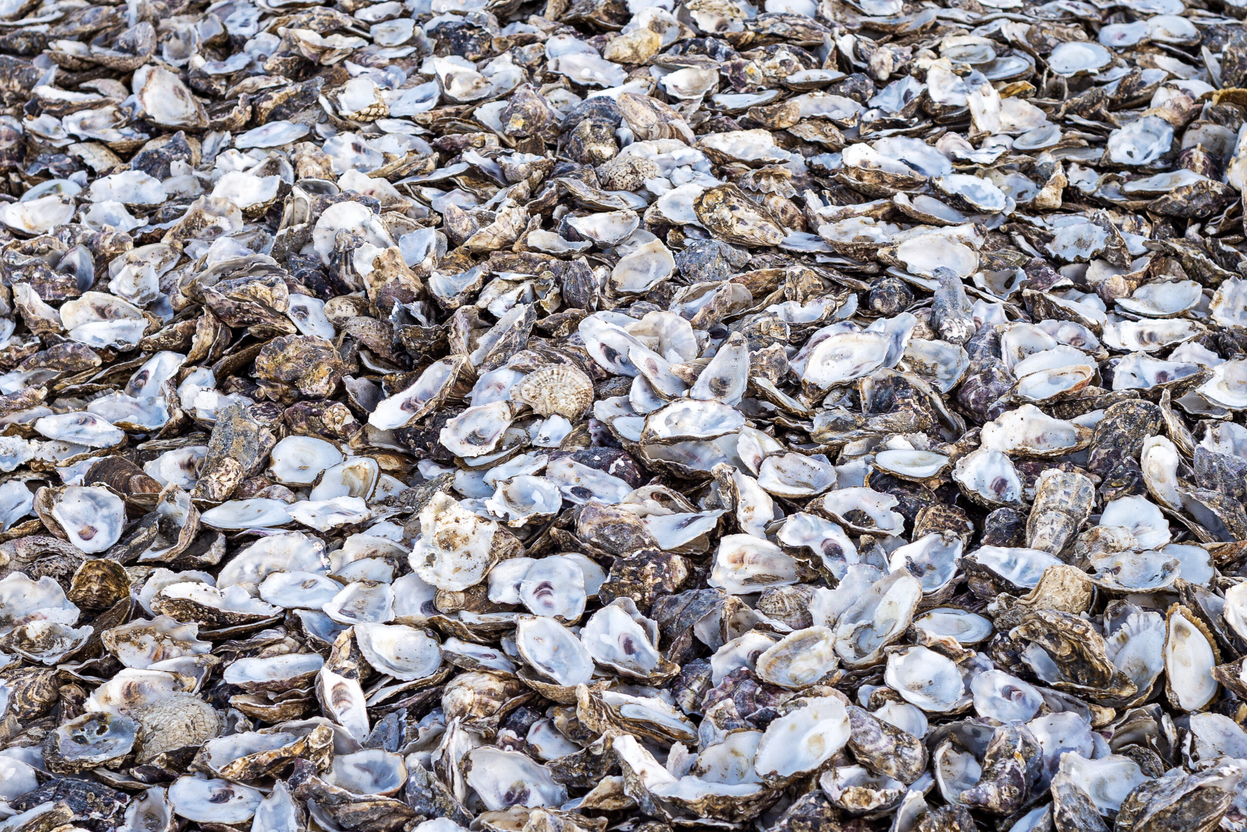 A pile of discarded oyster shells at Whitstable beachfront in Kent.