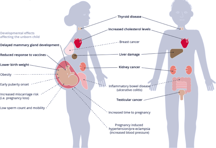 diagram of the body