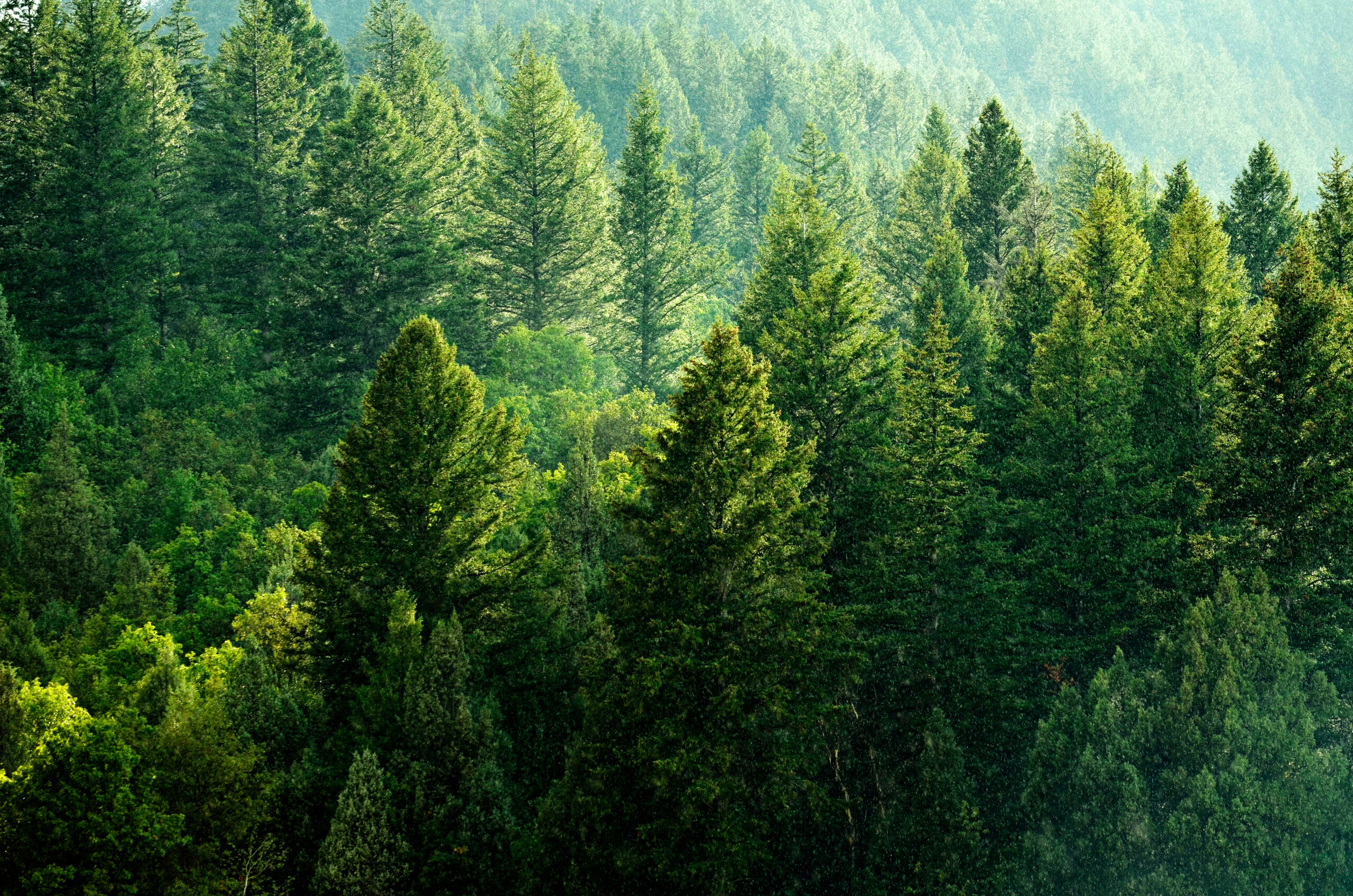 Forest Rain Storm with Drops Falling and Lush Trees