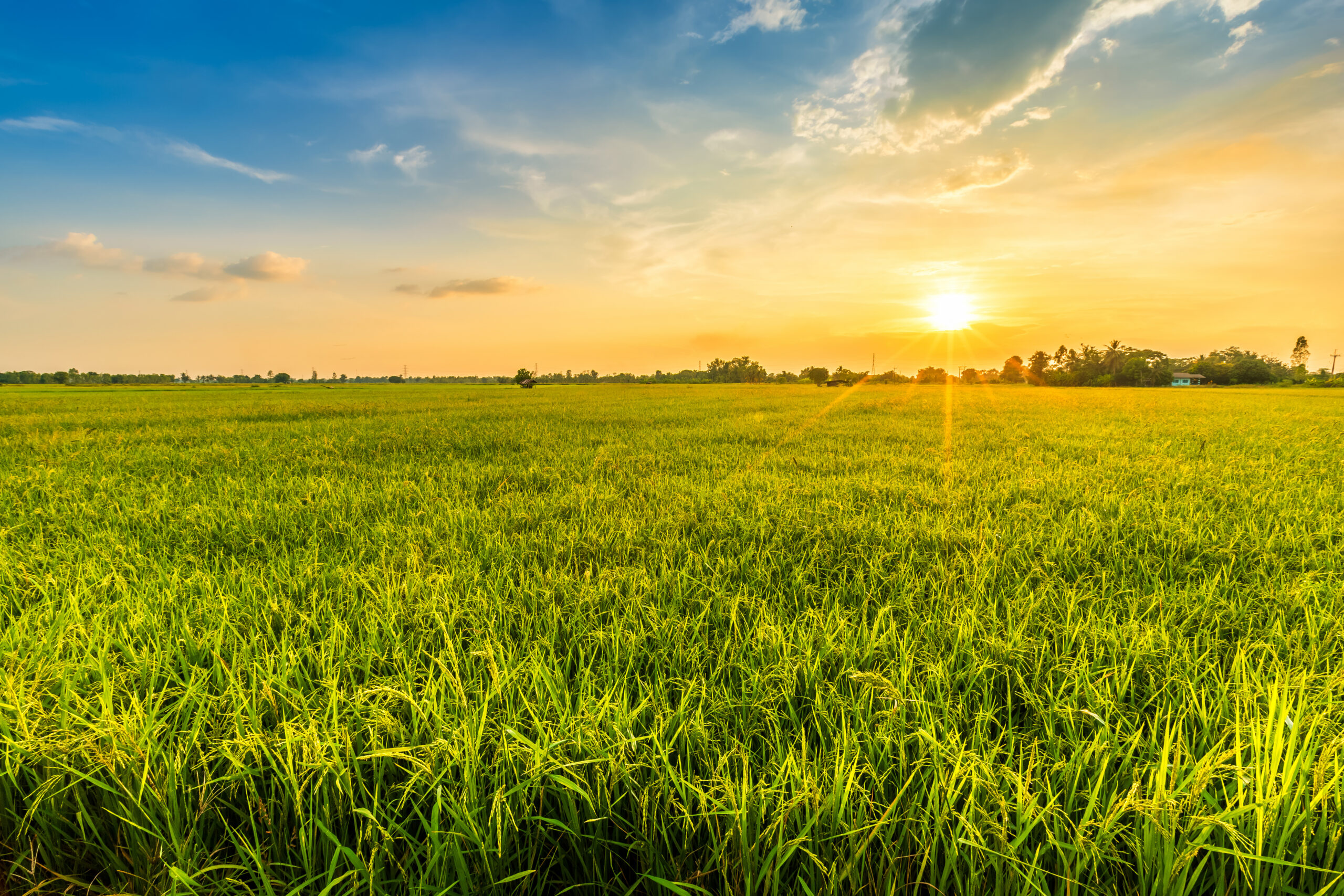 Beautiful environment landscape of green field cornfield or corn in Asia country agriculture harvest with sunset sky background.