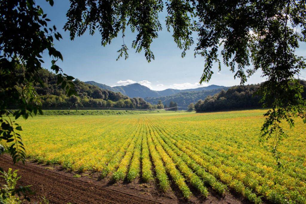 California produce farm